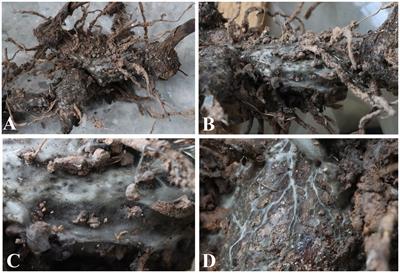 White root rot of Bletilla striata: the pathogen, biological characterization, and fungicide screening